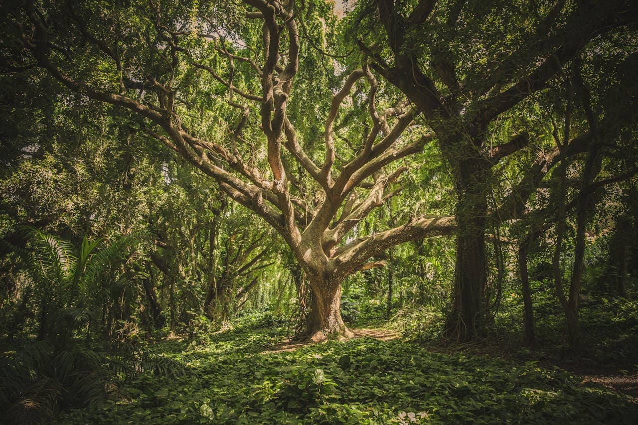 a tree in the forest